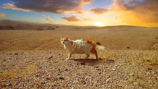 Itinéraire Maroc 7 jours : Fès, désert de Merzouga & Marrakech (1–8 octobre 2025)