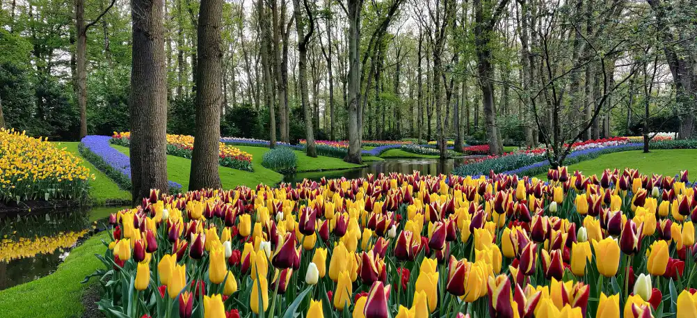 Keukenhof 2027 sans voiture : billets, transport, où dormir et budget